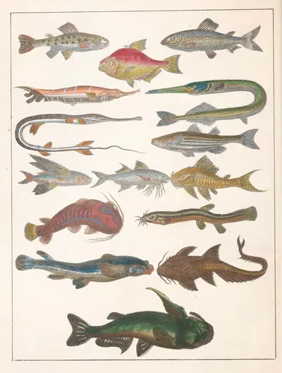 Natural History (Galerya obrazowa zwiérząt czyli Historya naturalna) Pl.23 by Anton Benedikt Reichenbach, 1839 — digital…