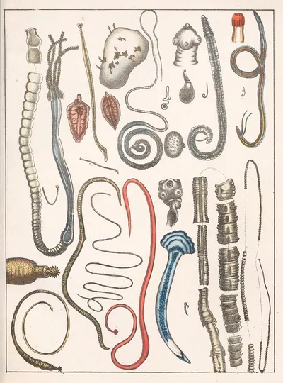 Natural History (Galerya obrazowa zwiérząt czyli Historya naturalna) Pl.24 by Anton Benedikt Reichenbach, 1839 — digital…