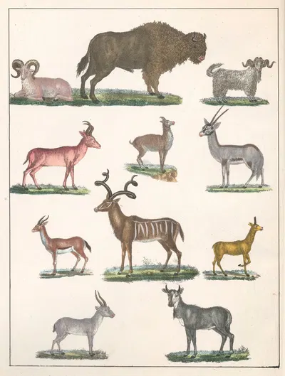 Natural History (Galerya obrazowa zwiérząt czyli Historya naturalna) Pl.25 by Anton Benedikt Reichenbach, 1839 — digital…