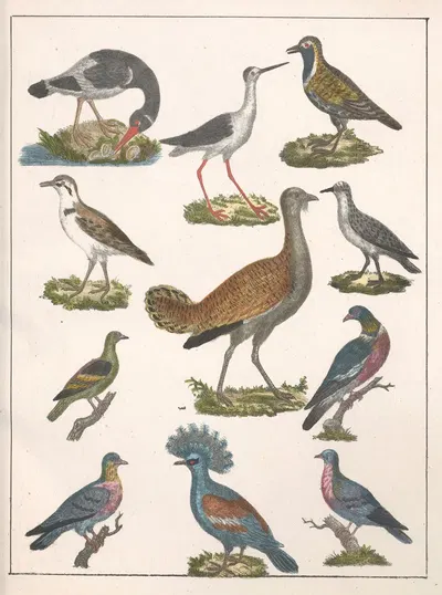 Natural History (Galerya obrazowa zwiérząt czyli Historya naturalna) Pl.26 by Anton Benedikt Reichenbach, 1839 — digital…
