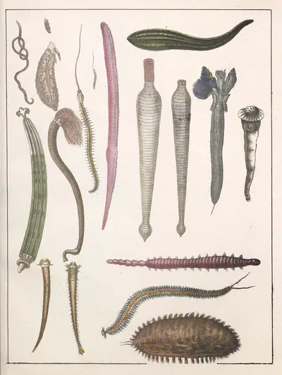 Natural History (Galerya obrazowa zwiérząt czyli Historya naturalna) Pl.28 by Anton Benedikt Reichenbach, 1839 — digital…