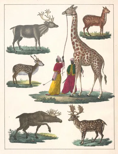 Natural History (Galerya obrazowa zwiérząt czyli Historya naturalna) Pl.29 by Anton Benedikt Reichenbach, 1839 — digital…