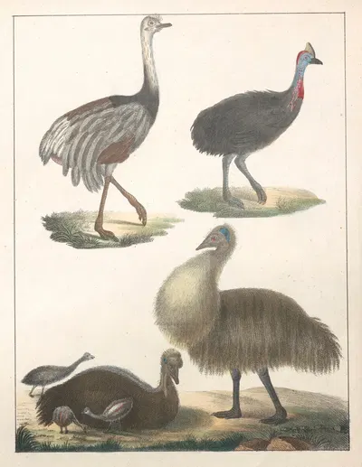 Natural History (Galerya obrazowa zwiérząt czyli Historya naturalna) Pl.30 by Anton Benedikt Reichenbach, 1839 — digital…