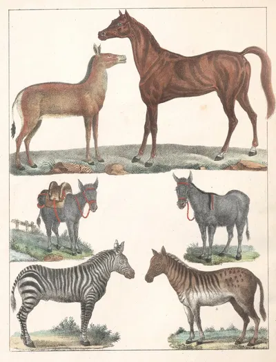 Natural History (Galerya obrazowa zwiérząt czyli Historya naturalna) Pl.33 by Anton Benedikt Reichenbach, 1839 — digital…
