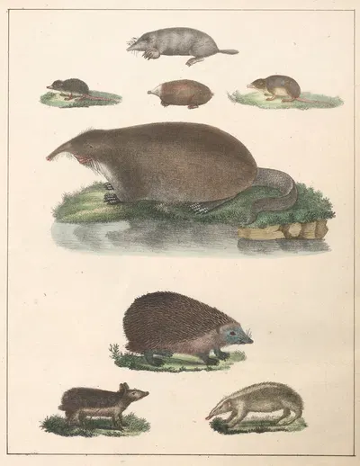 Natural History (Galerya obrazowa zwiérząt czyli Historya naturalna) Pl.37 by Anton Benedikt Reichenbach, 1839 — digital…