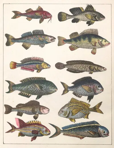 Natural History (Galerya obrazowa zwiérząt czyli Historya naturalna) Pl.39 by Anton Benedikt Reichenbach, 1839 — digital…