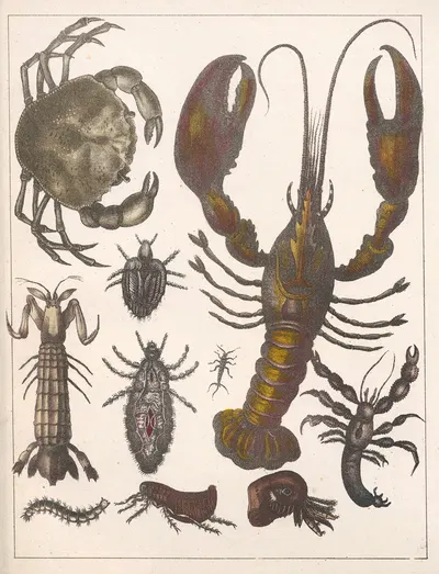 Natural History (Galerya obrazowa zwiérząt czyli Historya naturalna) Pl.44 by Anton Benedikt Reichenbach, 1839 — digital…