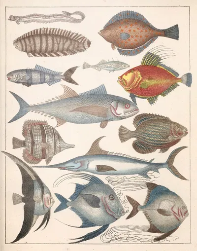Natural History (Galerya obrazowa zwiérząt czyli Historya naturalna) Pl.47 by Anton Benedikt Reichenbach, 1839 — digital…