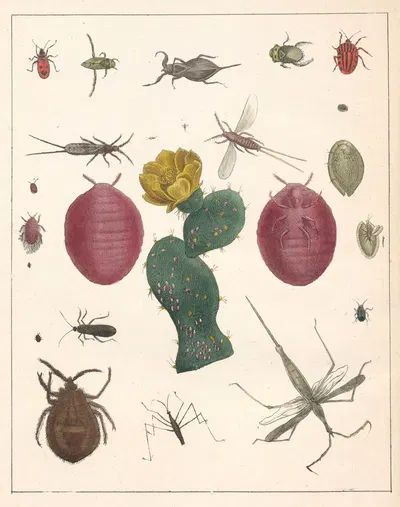 Natural History (Galerya obrazowa zwiérząt czyli Historya naturalna) Pl.48 by Anton Benedikt Reichenbach, 1839 — digital…