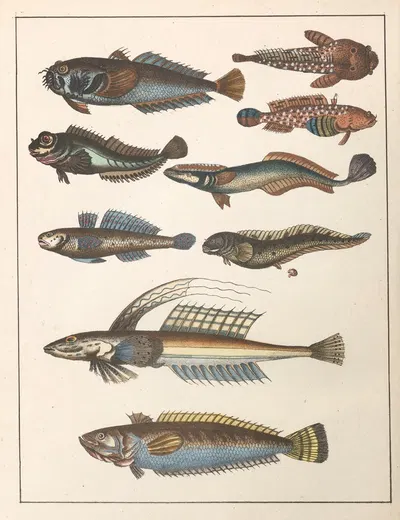 Natural History (Galerya obrazowa zwiérząt czyli Historya naturalna) Pl.55 by Anton Benedikt Reichenbach, 1839 — digital…