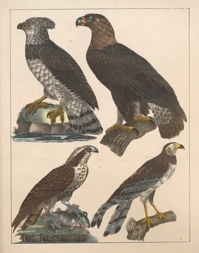 Natural History (Galerya obrazowa zwiérząt czyli Historya naturalna) Pl.58 by Anton Benedikt Reichenbach, 1839 — digital…