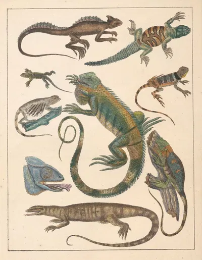 Natural History (Galerya obrazowa zwiérząt czyli Historya naturalna) Pl.59 by Anton Benedikt Reichenbach, 1839 — digital…