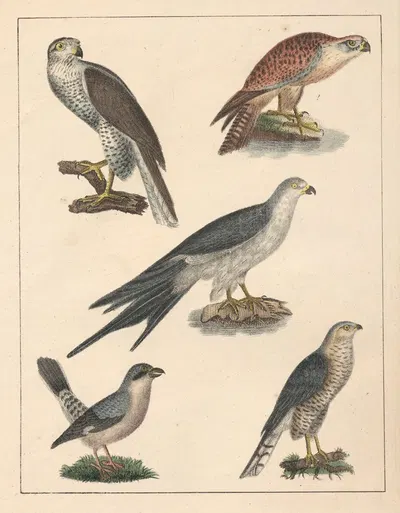 Natural History (Galerya obrazowa zwiérząt czyli Historya naturalna) Pl.62 by Anton Benedikt Reichenbach, 1839 — digital…