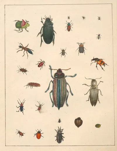 Natural History (Galerya obrazowa zwiérząt czyli Historya naturalna) Pl.64 by Anton Benedikt Reichenbach, 1839 — digital…