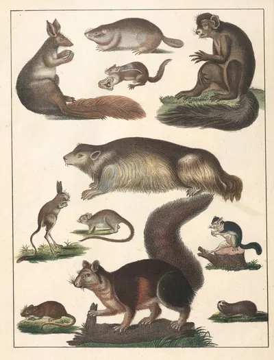 Natural History (Galerya obrazowa zwiérząt czyli Historya naturalna) Pl.65 by Anton Benedikt Reichenbach, 1839 — digital…