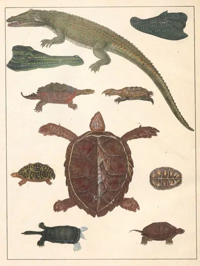 Natural History (Galerya obrazowa zwiérząt czyli Historya naturalna) Pl.67 by Anton Benedikt Reichenbach, 1839 — digital…