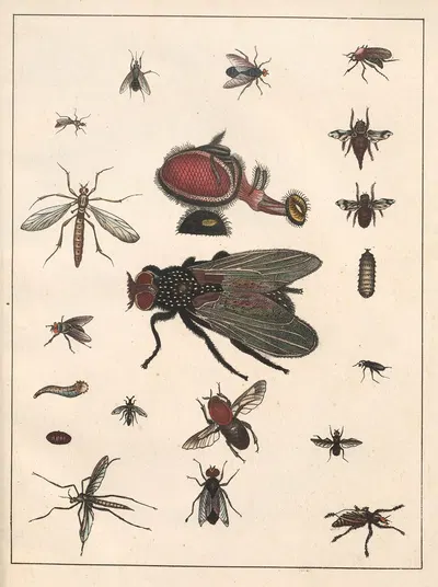 Natural History (Galerya obrazowa zwiérząt czyli Historya naturalna) Pl.68 by Anton Benedikt Reichenbach, 1839 — digital…