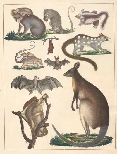 Natural History (Galerya obrazowa zwiérząt czyli Historya naturalna) Pl.69 by Anton Benedikt Reichenbach, 1839 — digital…