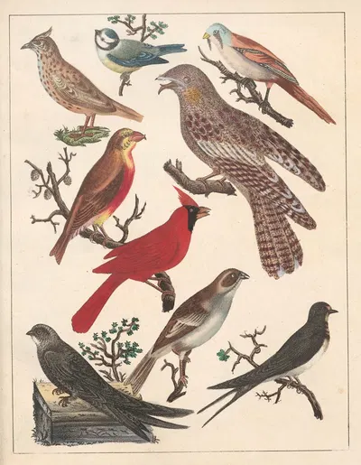 Natural History (Galerya obrazowa zwiérząt czyli Historya naturalna) Pl.70 by Anton Benedikt Reichenbach, 1839 — digital…