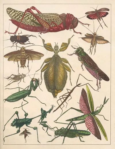 Natural History (Galerya obrazowa zwiérząt czyli Historya naturalna) Pl.72 by Anton Benedikt Reichenbach, 1839 — digital…