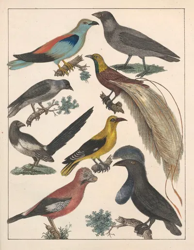 Natural History (Galerya obrazowa zwiérząt czyli Historya naturalna) Pl.74 by Anton Benedikt Reichenbach, 1839 — digital…