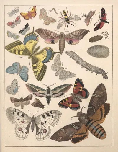 Natural History (Galerya obrazowa zwiérząt czyli Historya naturalna) Pl.76 by Anton Benedikt Reichenbach, 1839 — digital…