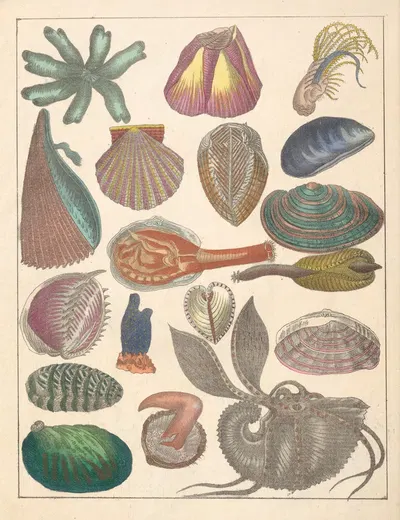 Natural History (Galerya obrazowa zwiérząt czyli Historya naturalna) Pl.79 by Anton Benedikt Reichenbach, 1839 — digital…