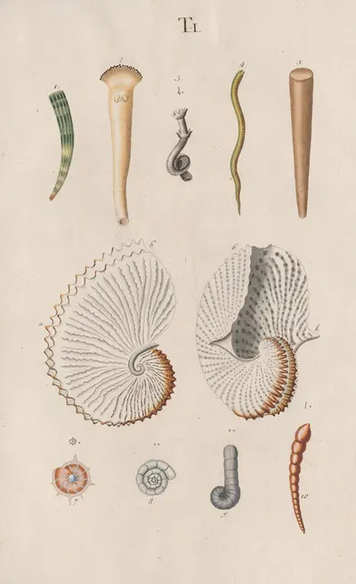 Prodromus in systema historicum testaceorum Pl.01 by Johann Nepomuk Spalowsky, 1795 — digital art print download