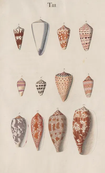 Prodromus in systema historicum testaceorum Pl.03 by Johann Nepomuk Spalowsky, 1795 — digital art print download