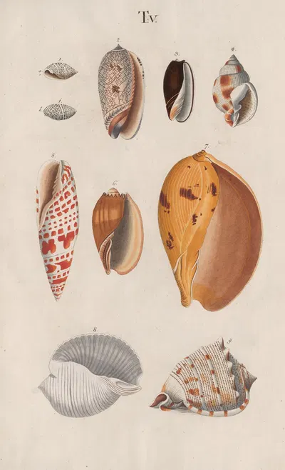 Prodromus in systema historicum testaceorum Pl.05 by Johann Nepomuk Spalowsky, 1795 — digital art print download