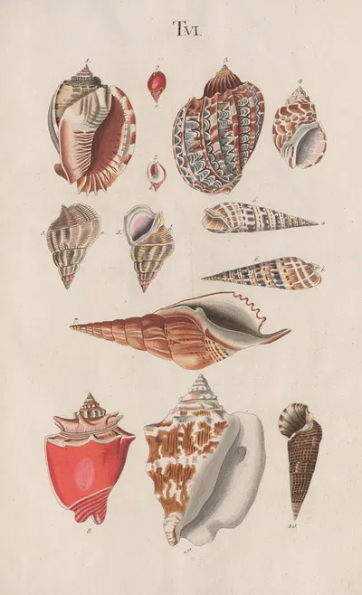 Prodromus in systema historicum testaceorum Pl.06 by Johann Nepomuk Spalowsky, 1795 — digital art print download