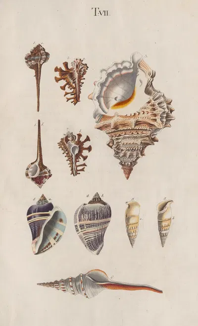 Prodromus in systema historicum testaceorum Pl.07 by Johann Nepomuk Spalowsky, 1795 — digital art print download