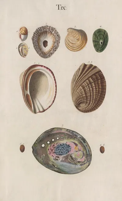 Prodromus in systema historicum testaceorum Pl.09 by Johann Nepomuk Spalowsky, 1795 — digital art print download