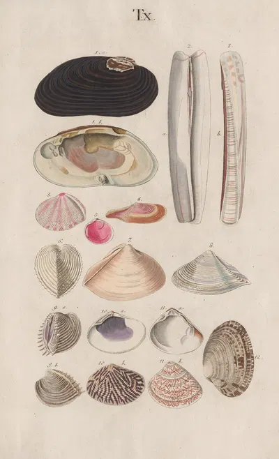 Prodromus in systema historicum testaceorum Pl.10 by Johann Nepomuk Spalowsky, 1795 — digital art print download