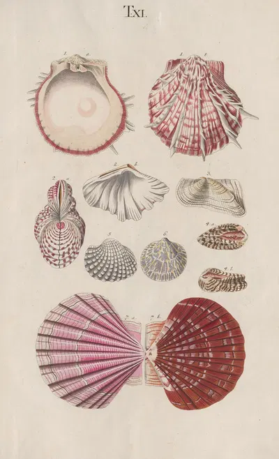 Prodromus in systema historicum testaceorum Pl.11 by Johann Nepomuk Spalowsky, 1795 — digital art print download