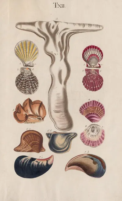 Prodromus in systema historicum testaceorum Pl.12 by Johann Nepomuk Spalowsky, 1795 — digital art print download