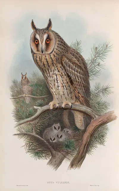 Otus vulgris. Long-eared Owl. by John Gould, 1862-1873 — digital art print download
