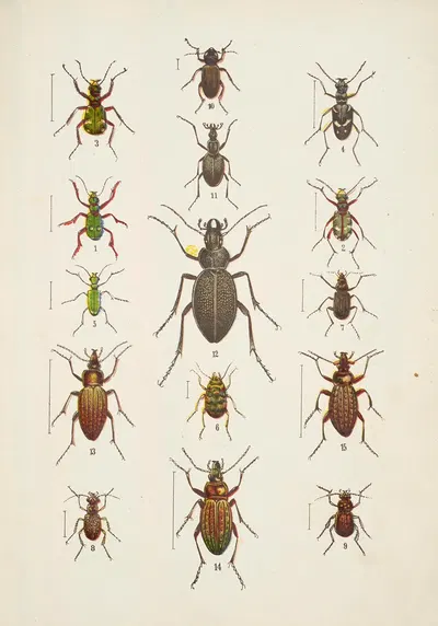 Chrząszcze (Beetles) Pl.01 by Kazimierz Kulwieć, 1926 — digital art print download