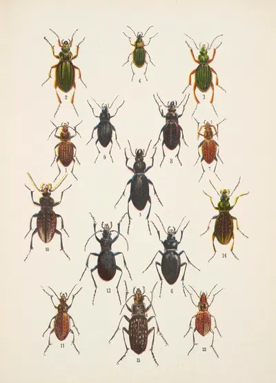Chrząszcze (Beetles) Pl.02 by Kazimierz Kulwieć, 1926 — digital art print download