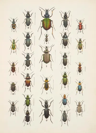 Chrząszcze (Beetles) Pl.03 by Kazimierz Kulwieć, 1926 — digital art print download