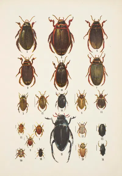 Chrząszcze (Beetles) Pl.04 by Kazimierz Kulwieć, 1926 — digital art print download
