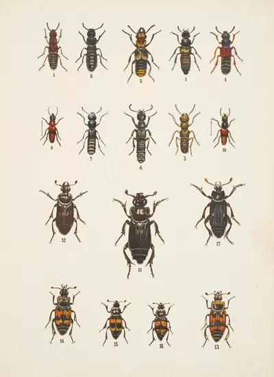 Chrząszcze (Beetles) Pl.05 by Kazimierz Kulwieć, 1926 — digital art print download