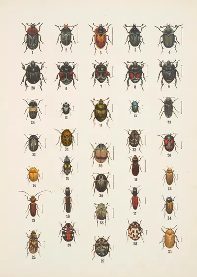 Chrząszcze (Beetles) Pl.06 by Kazimierz Kulwieć, 1926 — digital art print download