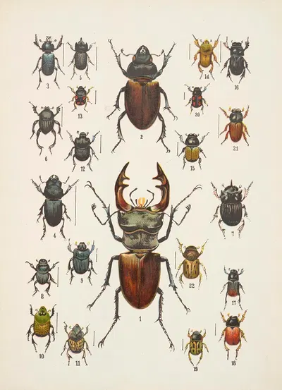 Chrząszcze (Beetles) Pl.07 by Kazimierz Kulwieć, 1926 — digital art print download
