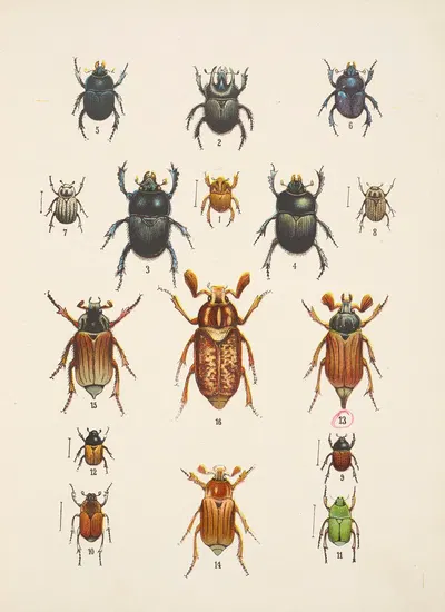 Chrząszcze (Beetles) Pl.08 by Kazimierz Kulwieć, 1926 — digital art print download