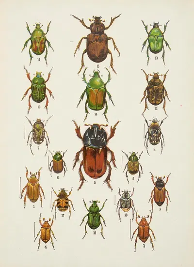 Chrząszcze (Beetles) Pl.09 by Kazimierz Kulwieć, 1926 — digital art print download