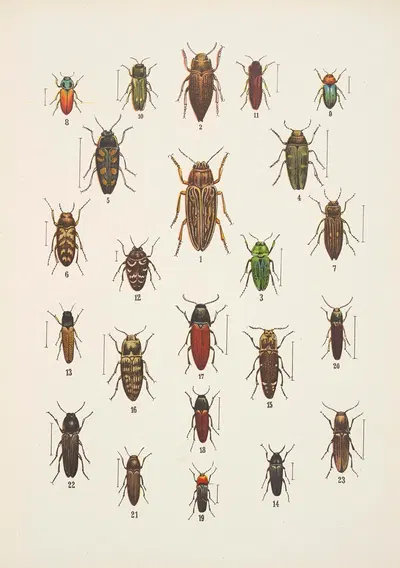 Chrząszcze (Beetles) Pl.10 by Kazimierz Kulwieć, 1926 — digital art print download
