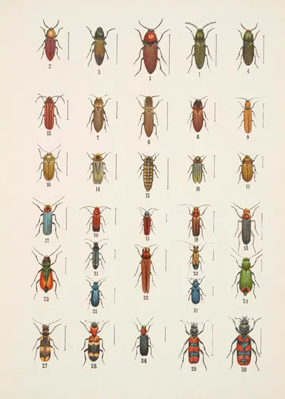 Chrząszcze (Beetles) Pl.11 by Kazimierz Kulwieć, 1926 — digital art print download