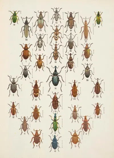 Chrząszcze (Beetles) Pl.13 by Kazimierz Kulwieć, 1926 — digital art print download