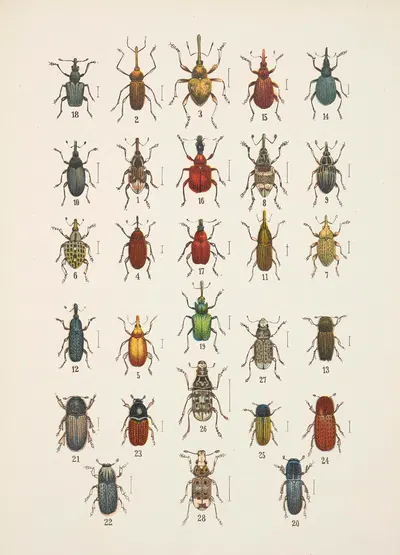 Chrząszcze (Beetles) Pl.14 by Kazimierz Kulwieć, 1926 — digital art print download